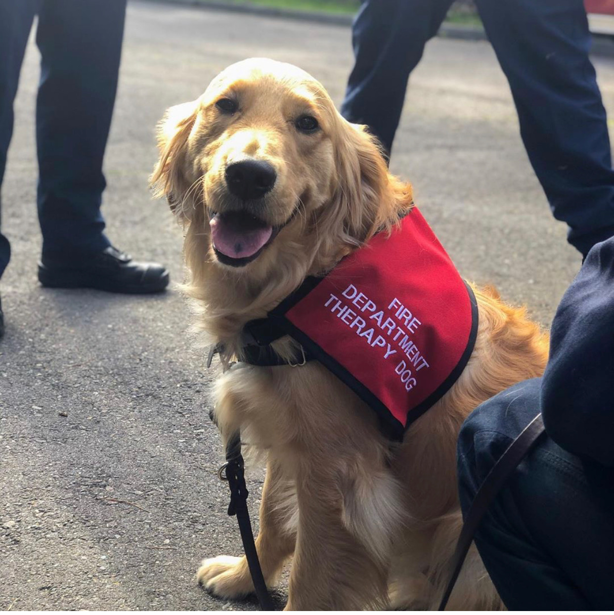 Therapy store golden retrievers